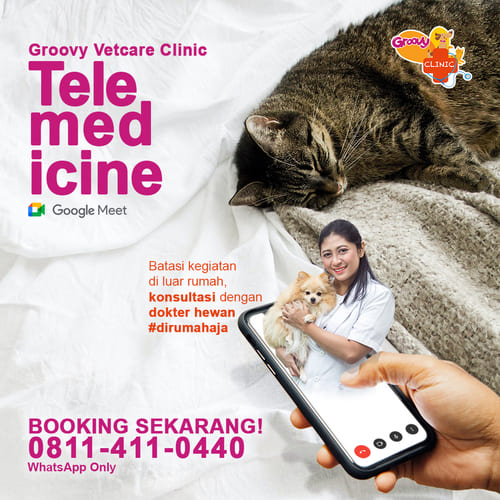 Service - GROOVY VETCARE CLINIC